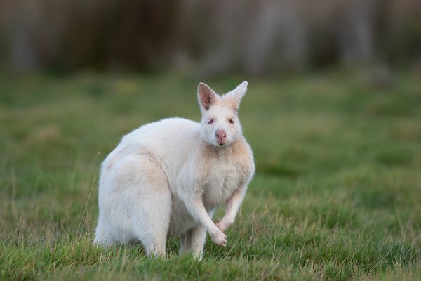 Quels sont les besoins spécifiques en termes d'enrichissement pour un wallaby des roches?