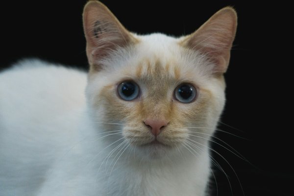 Quelles stratégies pour une socialisation réussie entre un chat bengal et un fennec?