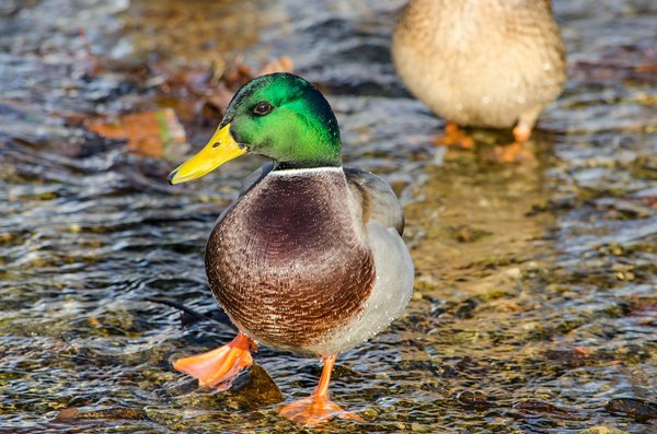 Quelle est la meilleure méthode pour apprendre à un canard de compagnie à répondre à son nom?
