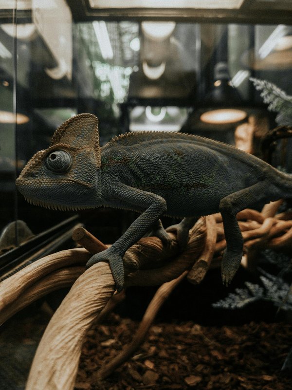 Le terrarium pour reptiles : un environnement essentiel